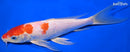 8.5" HARIWAKE BUTTERFLY