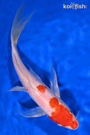8.5" HARIWAKE BUTTERFLY