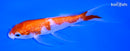 5.75" GINRIN KOHAKU BUTTERFLY
