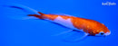 5.75" GINRIN KOHAKU BUTTERFLY