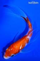 5.75" GINRIN KOHAKU BUTTERFLY