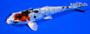 5.5" GINRIN YAMATO NISHIKI