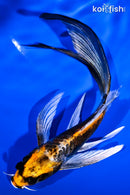 5.5" BENI KIKOKURYU BUTTERFLY
