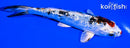 5.5" GINRIN YAMATO NISHIKI