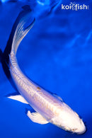 5" DOITSU PLATINUM OGON BUTTERFLY