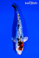 5.5" GINRIN YAMATO NISHIKI