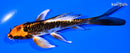 5.75" BENI KIKOKURYU BUTTERFLY