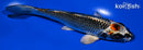 5.5" BENI GINGA