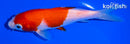 5.5" KOHAKU