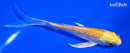 4.75" GINRIN YAMABUKI OGON BUTTERFLY