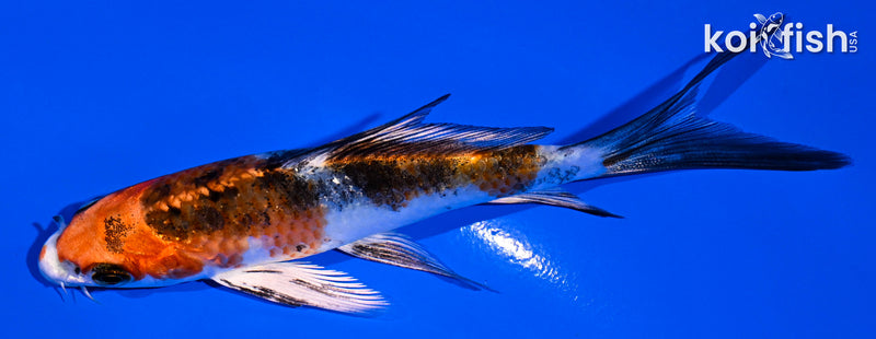 4.5" YAMATO NISHIKI BUTTERFLY