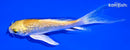 4.75" GINRIN YAMABUKI OGON BUTTERFLY