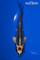 5.5" BENI GINGA