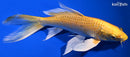 8.75" YAMABUKI OGON BUTTERFLY