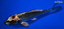 5.5" BENI GINGA