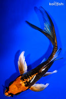 5.75" BENI KIKOKURYU BUTTERFLY