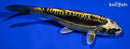 6" KIN KIKOKURYU