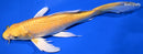 8.75" YAMABUKI OGON BUTTERFLY