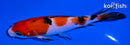 5.25" SANKE