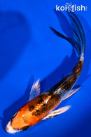 4.5" YAMATO NISHIKI BUTTERFLY