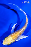 4.75" GINRIN YAMABUKI OGON BUTTERFLY