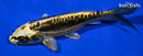 6" KIN KIKOKURYU