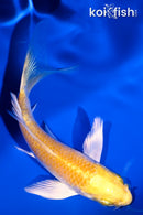 4.25" LEMON HARIWAKE BUTTERFLY