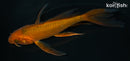 5.25" CHAGOI BUTTERFLY