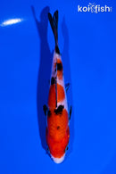 5.25" SANKE