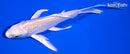 5" GINRIN PLATINUM OGON BUTTERFLY