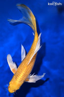 8.75" YAMABUKI OGON BUTTERFLY