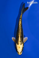 6" KIN KIKOKURYU
