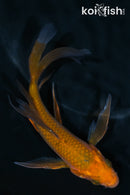 5.25" CHAGOI BUTTERFLY