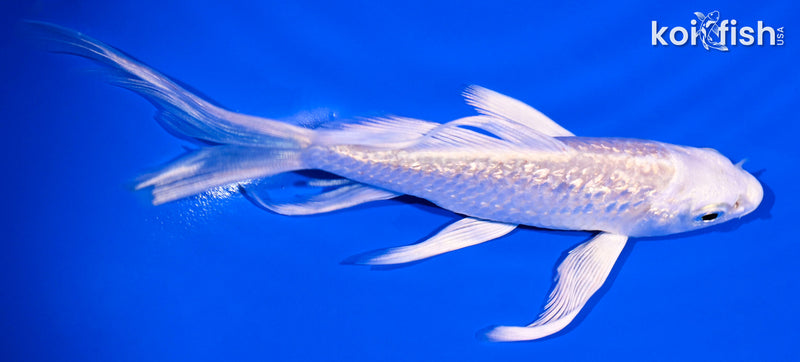 5" GINRIN PLATINUM OGON BUTTERFLY