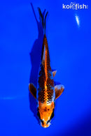 5.25" KUJAKU