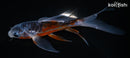 5.5" HI SHUSUI BUTTERFLY