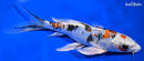 9" HEISEI NISHIKI BUTTERFLY