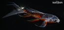 5.5" HI SHUSUI BUTTERFLY
