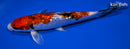 6" GINRIN YAMATO NISHIKI