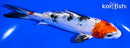 5.25" YAMATO NISHIKI