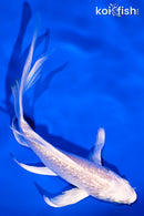 5" GINRIN PLATINUM OGON BUTTERFLY