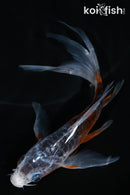 5.5" HI SHUSUI BUTTERFLY