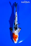 5.25" YAMATO NISHIKI