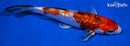 6" GINRIN YAMATO NISHIKI