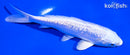 5.5" GINRIN PLATINUM OGON