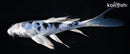 5.5" GIN SHIRO BEKKO BUTTERFLY