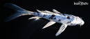 5.5" GIN SHIRO BEKKO BUTTERFLY