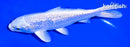 5.5" GINRIN PLATINUM OGON