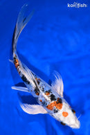 9" HEISEI NISHIKI BUTTERFLY
