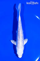 5.5" GINRIN PLATINUM OGON